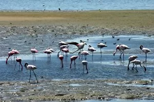 Flamingos. Walvis Bay. Namibia