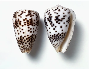 Two Flea bite cone shells Conus pulicarius Our beautiful Wall Art and Photo Gifts include Framed Prints Photo Prints Poster Prints Canvas Prints Jigsaw Puzzles Metal Prints and so much more
