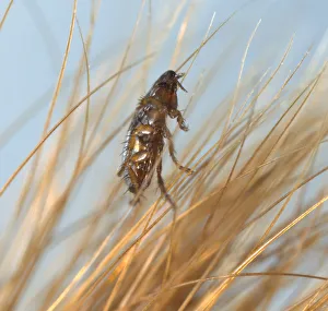 Flea on blade of grass, close-up Flea on blade of grass, close-up