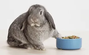 Floppy-eared grey Rabbit (Oryctolagus cuniculus) placing paw on the edge of blue food Floppy-eared grey Rabbit (Oryctolagus cuniculus) placing paw on the edge of blue food