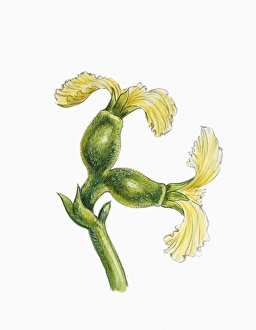 Flowers of Persian or English walnut Juglans regia, illustration Flowers of Persian or English walnut Juglans regia, illustration