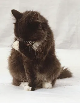 Fluffy charcoal and white kitten sitting, grooming itself, licking front paw to wash its face, front view