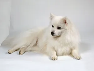 A fluffy white Japanese spitz dog lies on the floor with its small triangular ears erect A fluffy white Japanese spitz dog lies on the floor with its small triangular ears erect