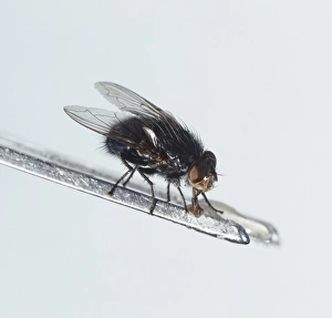 <b class=qtipBold><figcaption>A fly, feeding, side view</figcaption></b><br><em>© Dorling Kindersley/UIG</em> A fly, feeding, side view