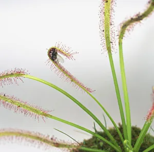Fly trapped in a leaf of Drosera sp., Sundew Fly trapped in a leaf of Drosera sp., Sundew