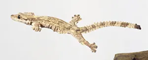 Flying Gecko, mottled skins camouflaging it against tree bark Flying Gecko, mottled skins camouflaging it against tree bark