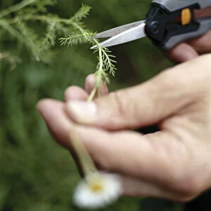 Focus on using special gardening scissors to cut Roman Chamomile, stem, focused, unfocused