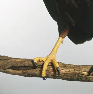 Foot of a Merlin (Falco columbarius) on a branch, close-up Foot of a Merlin (Falco columbarius) on a branch, close-up