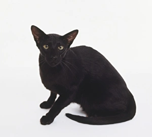 Foreign Black Oriental shorthaired cat with wedge-shaped head and large, pricked ears Foreign Black Oriental shorthaired cat with wedge-shaped head and large, pricked ears