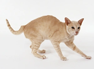 Foreign Cream Oriental shorthaired cat with angular, flat-topped head and lithe body Foreign Cream Oriental shorthaired cat with angular, flat-topped head and lithe body