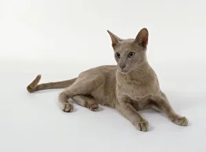Foreign Fawn Oriental shorthaired cat with warm, roast mushroom shaded short hair Foreign Fawn Oriental shorthaired cat with warm, roast mushroom shaded short hair