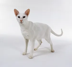Foreign White Oriental shorthaired cat with pink nose and blue eyes, standing Foreign White Oriental shorthaired cat with pink nose and blue eyes, standing