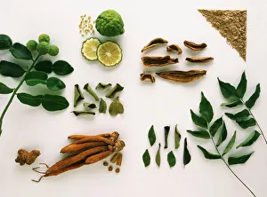 Forms of the Spices: Kaffir Lime, Lesser Galangal, Kempferia Galangal, Mango Powder Forms of the Spices: Kaffir Lime, Lesser Galangal, Kempferia Galangal, Mango Powder