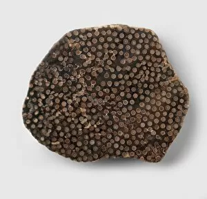Fossilised coral (Siphonodendron junceum)