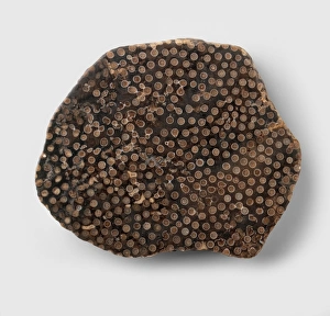Fossilised coral (Siphonodendron junceum) Fossilised coral (Siphonodendron junceum)