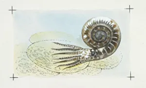 <b class=qtipBold><figcaption>Fossils, Ammonite, illustration</figcaption></b><br>Illustration of fossil Ammonite<br><em>© DEA PICTURE LIBRARY</em> Fossils, Ammonite, illustration