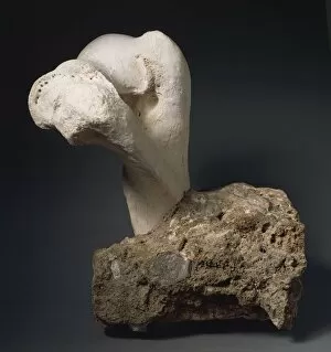 Fossils, fragment of hippopotamus bone, from cave at Balzi Rossi cave complex, surroundings of Grimaldi