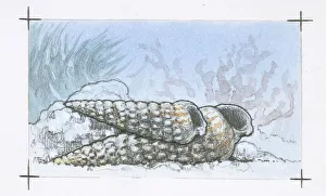 <b class=qtipBold><figcaption>Fossils, Potamides, illustration</figcaption></b><br>Illustration of fossil Potamides<br><em>© DEA PICTURE LIBRARY</em> Fossils, Potamides, illustration