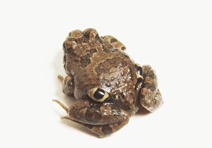 Four-eyed Frog (Pleurodema thaul), view from above Four-eyed Frog (Pleurodema thaul), view from above