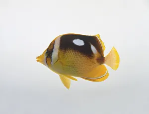 Four-spotted Butterflyfish or Fourspot Butterflyfish (Chaetodon quadrimaculatus), fish Four-spotted Butterflyfish or Fourspot Butterflyfish (Chaetodon quadrimaculatus), fish