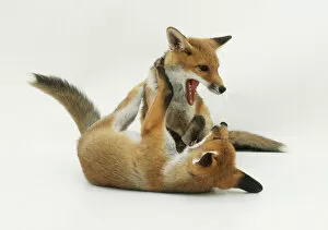 Foxes Gallery: Two fox cubs (Vulpes vulpes) playing