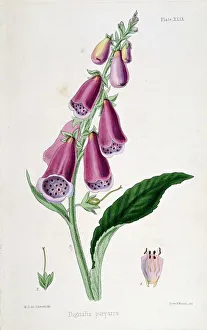 Foxglove (Digitalis purpurea) source of Digitalis. Used from Medieval times as emetic Foxglove (Digitalis purpurea) source of Digitalis. Used from Medieval times as emetic