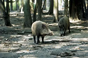 France, Normandy, Foret de Roumare, Eurasian Wild Pig, Sus scrofa France, Normandy, Foret de Roumare, Eurasian Wild Pig, Sus scrofa