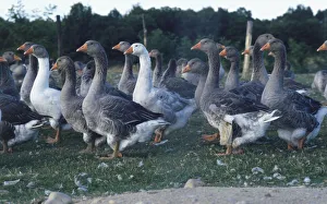 France, Perigord, Domestic Geese walking around in a farmyard, side view France, Perigord, Domestic Geese walking around in a farmyard, side view