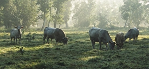 France, Southwestern France, Aquitaine, Blonde d'Aquitaine cows grazing in forest France, Southwestern France, Aquitaine, Blonde d'Aquitaine cows grazing in forest