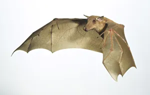 Franquets epauletted bat (epomops franqueti) in flight, side view Franquets epauletted bat (epomops franqueti) in flight, side view