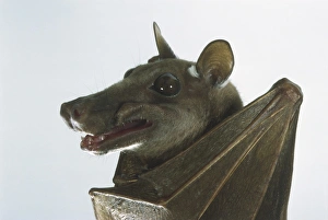 Franquets Epauletted Fruit Bat (Epomops franqueti), close up Franquets Epauletted Fruit Bat (Epomops franqueti), close up