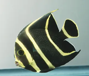French Angelfish, Pomacanthus paru, juveniles are black with striking yellow vertical French Angelfish, Pomacanthus paru, juveniles are black with striking yellow vertical