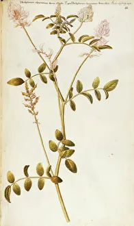 French Honeysuckle (Hedysarum coronarium), Fabaceae, herbaceous plant cultivated in Italy French Honeysuckle (Hedysarum coronarium), Fabaceae, herbaceous plant cultivated in Italy