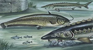 Freshwater fishes in river, illustration