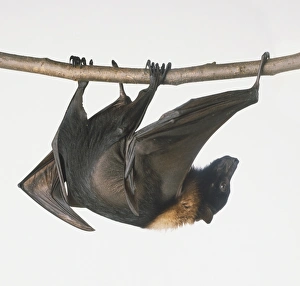 Fruit Bat (Pteropodidae) hanging from branch Fruit Bat (Pteropodidae) hanging from branch