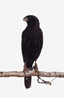 Gabar goshawk (Micronisus gabar) perching on a branch, with its head turned to the side Gabar goshawk (Micronisus gabar) perching on a branch, with its head turned to the side