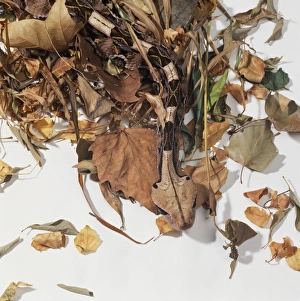 Gaboon viper (Bitis gabonica) camouflaged amongst leaves Gaboon viper (Bitis gabonica) camouflaged amongst leaves