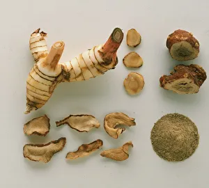 <b class=qtipBold><figcaption>Whole galangal</figcaption></b><br><em>© Dorling Kindersley/UIG</em> Whole galangal