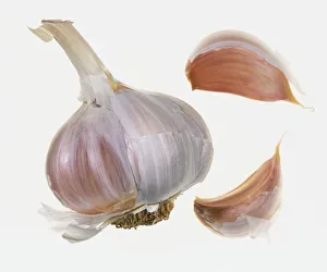 <b class=qtipBold><figcaption>Garlic bulb and two cloves</figcaption></b><br><em>© Dorling Kindersley/UIG</em> Garlic bulb and two cloves
