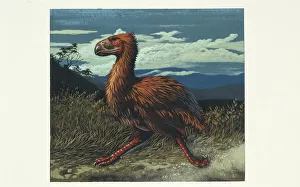 <b class=qtipBold><figcaption>Gaston's bird, illustration</figcaption></b><br>Gaston's bird, illustration Zoology, Prehistoric Birds<br><em>© DEA PICTURE LIBRARY</em> Gaston's bird, illustration