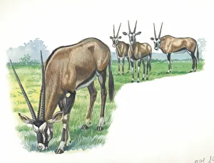 Gemsbok Oryx gazella, illustration