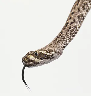 Genus Crotalus, rattlesnake, sand brown markings Genus Crotalus, rattlesnake, sand brown markings