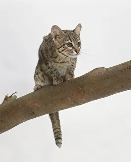 Geoffroys Cat (Felis geoffroyi) perched on branch, low angle view Geoffroys Cat (Felis geoffroyi) perched on branch, low angle view