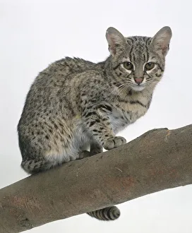 Geoffroys Cat (Felis geoffroyi) sitting on branch Geoffroys Cat (Felis geoffroyi) sitting on branch
