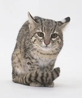 Geoffroys cat (Leopardus geoffroyi), seated, front view Geoffroys cat (Leopardus geoffroyi), seated, front view