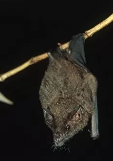 Phyllostomidae Gallery: Geoffroys Tailless Bat
