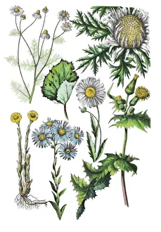 German chamomile, Matricaria chamomilla L. (left top), stemless carline thistle German chamomile, Matricaria chamomilla L. (left top), stemless carline thistle