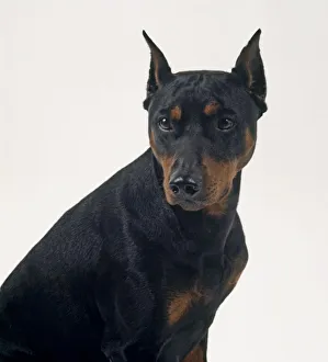 A German Pinscher dog facing forward A German Pinscher dog facing forward