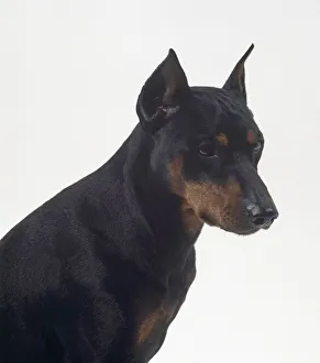 A German Pinscher dog with its head in profile A German Pinscher dog with its head in profile