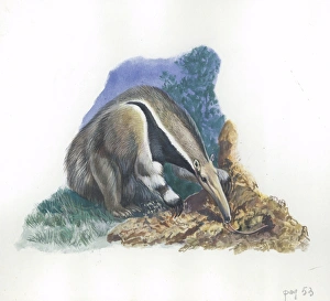 Giant Anteater Myrmecophaga tridactyla catching ants, illustration Giant Anteater Myrmecophaga tridactyla catching ants, illustration